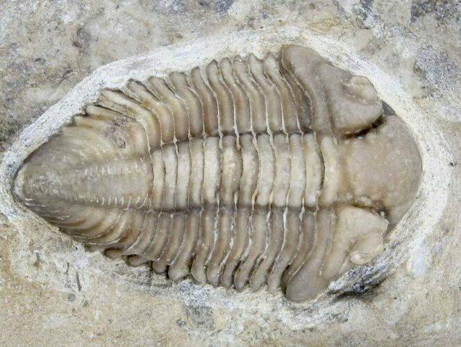 Ultra Rare Rielaspis Trilobite - Ontario, Canada #179436